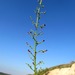 Scrophularia xanthoglossa - Photo (c) יאיר אור, algunos derechos reservados (CC BY-NC-SA), subido por יאיר אור
