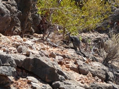 Petrogale lateralis