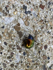 Chrysolina auripennis