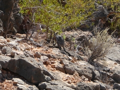 Petrogale lateralis