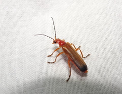 Ancistronycha erichsonii