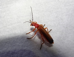 Ancistronycha erichsonii