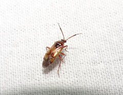 Alloeotomus germanicus