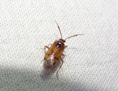 Alloeotomus germanicus