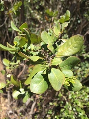 Azara integrifolia