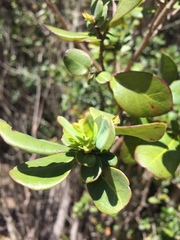 Azara integrifolia
