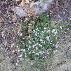 Fleischmannia sonorae