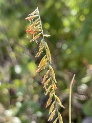 Bouteloua reflexa
