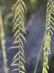 Bouteloua reflexa