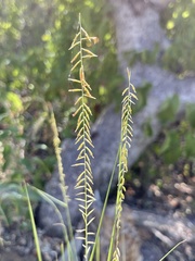 Bouteloua reflexa