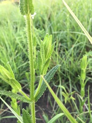 Stachys nigricans