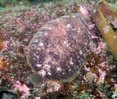 Zeugopterus punctatus