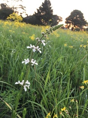Stachys nigricans