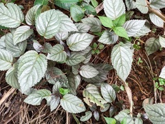 Strobilanthes alternata