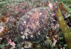 Zeugopterus punctatus