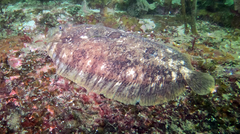 Zeugopterus punctatus