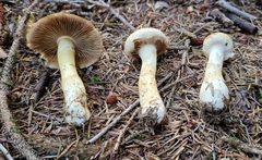 Phlegmacium patrickense