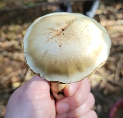 Phlegmacium patrickense