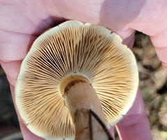 Phlegmacium patrickense