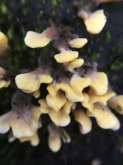 Spathulariopsis