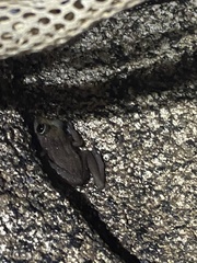 Eleutherodactylus cooki