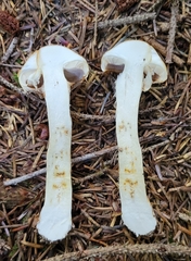 Phlegmacium patrickense