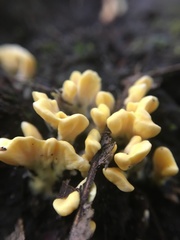 Spathulariopsis