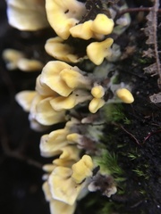 Spathulariopsis