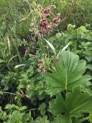 Pelargonium schlechteri