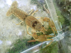 Faxonius indianensis