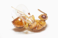 Sycophila quercilanae