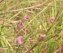 Polygala hottentotta