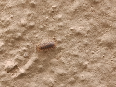 Agabiformius lentus