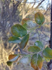 Erysiphe berberidis