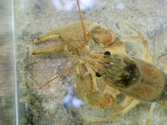 Faxonius indianensis