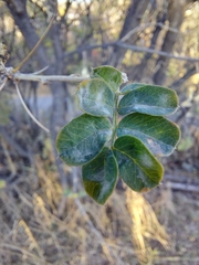 Erysiphe berberidis