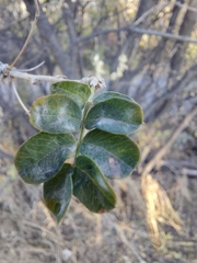 Erysiphe berberidis
