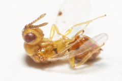 Sycophila quercilanae