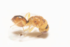 Sycophila quercilanae