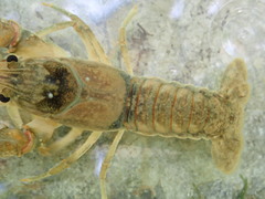 Faxonius indianensis