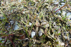 Leptinella pusilla