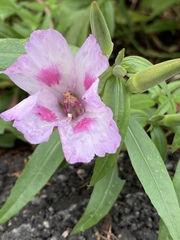 Clarkia amoena
