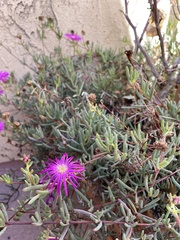 Lampranthus spectabilis