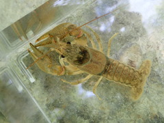 Faxonius indianensis