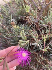 Lampranthus spectabilis