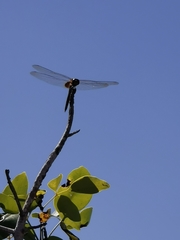 Tramea darwini