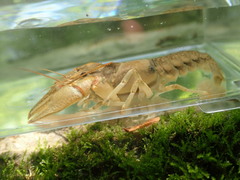 Faxonius indianensis