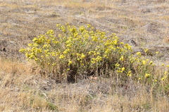 Columbiadoria hallii