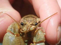 Faxonius indianensis