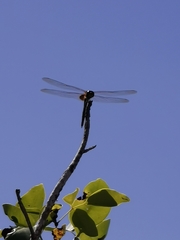 Tramea darwini